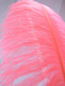 Pluma de pluma de ala de avestruz rosa premium 18-24 pulgadas por cada uno - Imagen 1 de 2
