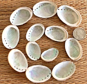 12 SMALL BLACK ABALONE SEA SHELLS 1-1/4" TO 2" WIDE - CRAFTING - Picture 1 of 5