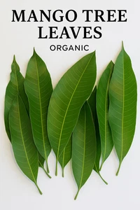 Hojas de mango orgánicas enteras | Cosechadas silvestres en Florida | Té de hierbas naturales (50) - Imagen 1 de 5