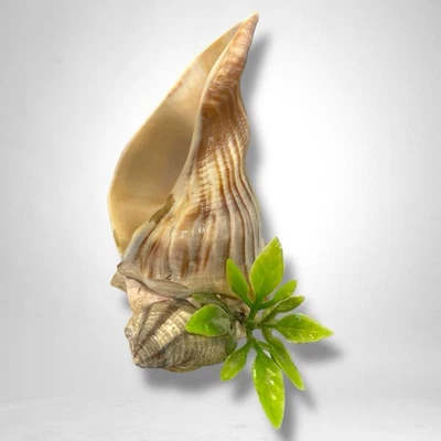 4 Inch Tall Real Shell Aquarium Fish Tank Terrarium decoration - Image 1 of 4