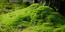 Sphagnum Moss 2kg Fresh Welsh Quality Natural FREEPOST Rural Mid - Wales