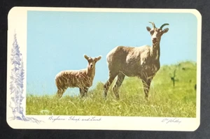 Bighorn Schaf und Lamm Banff Alberta Kanada Postkarte um 1956 Ansco UNP Tiere - Bild 1 von 2