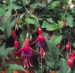 Fuchsia 'Mrs Popple' 9cm Plant x 2. Hardy shrub, scarlet and purple flowers. - Picture 1 of 3