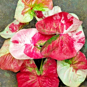 Caladium Thepchuti 1 Bombilla Oreja de Elefante Corazón de Jesús Alas de Ángel De Tailandia - Imagen 1 de 6