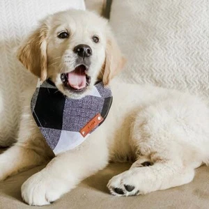 Golden Retriever Welpe Bandanas, schwarz weiß kariertes Hundebandana, traditionelle Krawatte - Bild 1 von 8