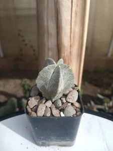 Astrophytum Myriostigma Columnare - Picture 1 of 1