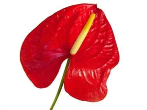 Red Anthurium Flower 40 Stems - Picture 1 of 3