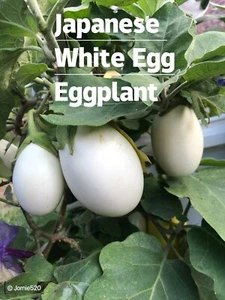 RARE✿ Heirloom Japanese White Egg Eggplant 15+ Seeds ●High Yields - Picture 1 of 5