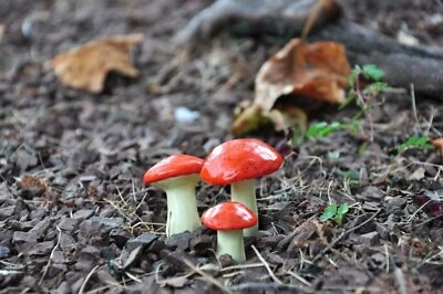 G & F 10025 Miniature Fairy Garden Resin Mushrooms Various Colors Set Of 3 - Image 1 of 4