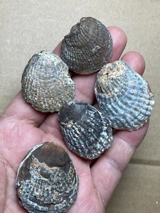 5 Stück Devonzeit Muscheln Exemplar - Bild 1 von 17