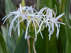 White Spider Crinum Lily Amoenum - Giant Flowering - Live Rooted Starter Plant - Picture 1 of 2