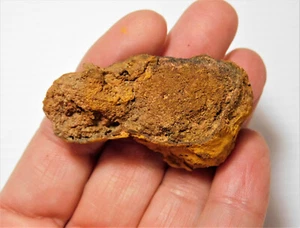 Petrified Wood From Brilliant Alabama Area - Picture 1 of 6