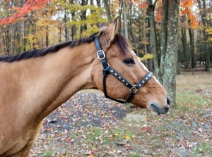 Halter de cuero bordado real Henri De Rivel... - Imagen 1 de 4