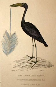 Oiseau ornithologie LE BEC-OUVERT AFRICAIN, CIGOGNE Gravure estampe Cuvier 1829 - Imagen 1 de 2