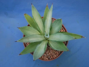 Agave desmettiana "Quicksilver" Variegated Agave Starter Plant 5"-8" Wide RARE - Picture 1 of 11