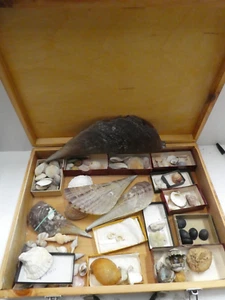 COLLECTION VINTAGE SEA SHELLS CONCH SPINEY CONES STARFISH SPECIMENS WOODEN CASE - Picture 1 of 14