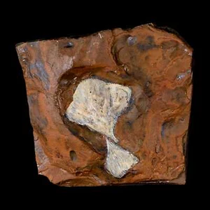 Two Detailed Ginkgo Cranei Fossil Plant Leaf Morton County, ND Paleocene Age COA - Picture 1 of 7