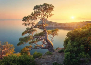 Fototapete - KLIPPENBAUM (755) - VLIES - Tapete - Sonnenuntergang Ozean Küste Himmel XXL - Bild 1 von 1