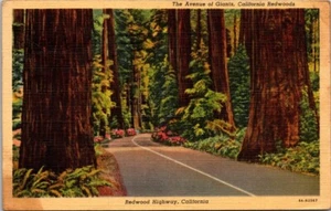 Vintage The Avenue of the Giants Redwood Highway CA Farbe Leinen Postkarte verschickt 1944 - Bild 1 von 2