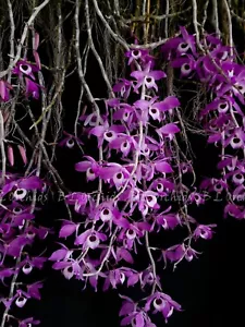 Dendrobium lituiflorum (Dark form) L - Picture 1 of 6