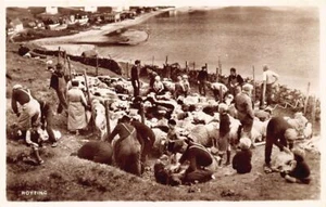 Faroe - Sheep shearing - Publ. Jacobsens Bokahandil - Picture 1 of 2