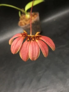 BULBOPHYLLUM MASTERSIANUM X LEPIDUM  HYBRID BLOOMING SIZE ORCHID PLANT #1 - Picture 1 of 3