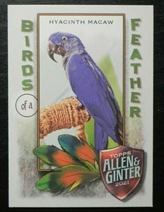 2021 Topps Allen Ginter Birds of a Feather BOF-6 Hyacinth Macaw - Picture 1 of 2