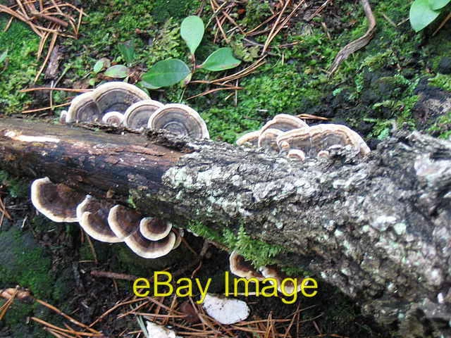 Foto 6x4 bunte Klammer oder Coriolus versicolor. Lhanbryde The most c2004 - Bild 1 von 1