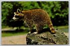 Carte postale Raccoon A Friendly Little Bandit Procyon lotor raton laveur sur souche