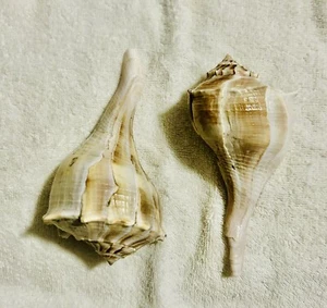 Sea Shells~Set Of 2 Lightning Whelk Sea Shells 5”-5.5” In Size (e) - Picture 1 of 8