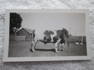 Fotografía vintage de toro grande, West Salem, Wisconsin - Imagen 1 de 2