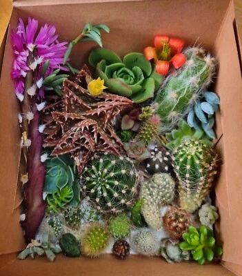 Cacti Cuttings Cactus  Succulent Collectors Echinopsis Euphorbia Pack Mix Ti N - image 1 of 4