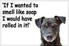 Patterdale Terrier Dog Funny Fridge Magnet Birthday Christmas Gift