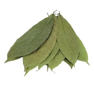 200+ COCOA LEAVES 100% Pure Organic Dried Ceylon Hight Quality Fresh Leaf - Picture 1 of 5