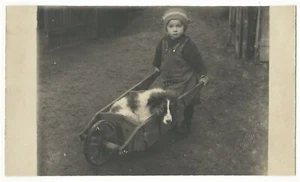 UN NIÑO ADORABLE EMPUJA UNA CARRETILLA CON SU LINDO PERRO ENGANCHÁNDOSE A PASEAR - Imagen 1 de 3