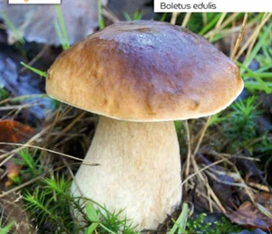 Abeto común seta criar usted mismo en el jardín/bosque, juego XXL 100 g + instrucciones - Imagen 1 de 7