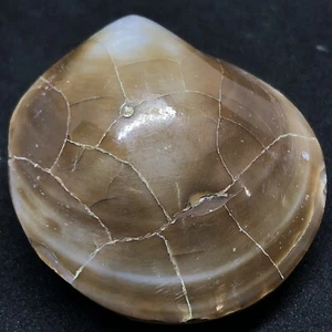 48gr Natural Polished Bivalvia Clam Rough PELECYPODA Fossil - Imagen 1 de 5