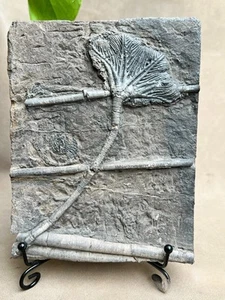 Unique and authentic Guizhou Triassic sea lily fossil A01 - Picture 1 of 6
