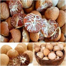 Fresh Areca Nut Asian Areca Catechu Ceylon Betel Nuts 100% Organic Free Ship