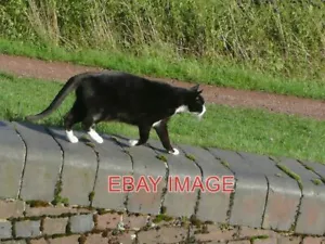 PHOTO FRIENDLY CAT BY TARDEBIGGE LOCK NO 40 HAVING SPENT SEVERAL MINUTES IN MY - Picture 1 of 1