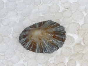 PATELLA ULYSSIPONENSIS F.ASPERA SPECIAL GREY - Picture 1 of 3