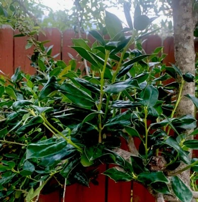 55 Needlepoint Holly Shrub/Bush/Hedge Live Plant 12” Cuttings Medicinal - Image 1 of 4