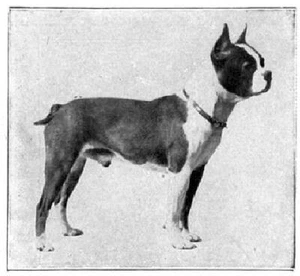 Boston Terrier Book 1910 dog - Picture 1 of 1
