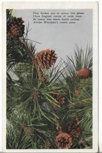Postal de colección - Wisconsin's Restful Pines - Wisconsin - Imagen 1 de 2