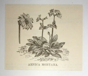 Grabado Arnica Montana 1884 - Imagen 1 de 1