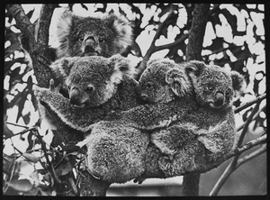 Photograph KOALA BEARS C1910 Magic Lantern Slide AUSTRALIAN ANIMAL STUDY - Imagen 1 de 5