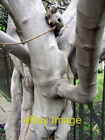Photo 6X4 Fig Tree In Bunhill Fields London The Fig Tree On The Fence Nex C2008