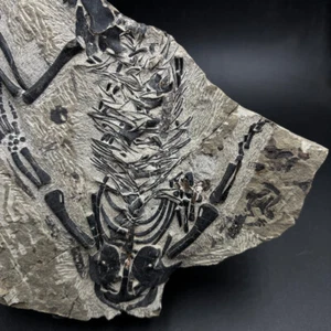 Reptile Fossil - Barasaurus besairiei - Madagascar - Rare Permian Specimen - Picture 1 of 5