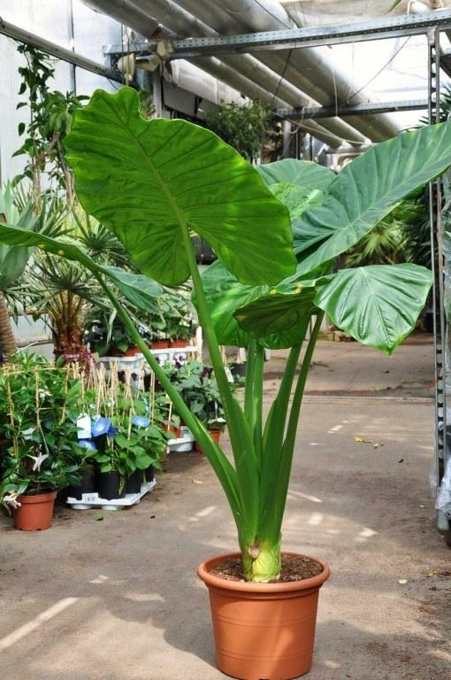 Alocasia - Calidora,  10-12" tall - Image 1 of 4