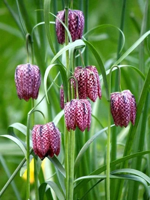 CHECKERED LILY~FRITILLARIA MELEAGRIS~FLOWER BULBS DEER RESISTANT PERENNIAL! - Image 1 of 2